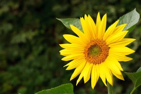 Sunflower in garden Stock Photos