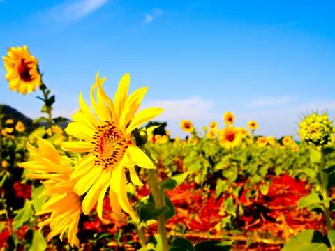 Sunflower garden Stock Photos