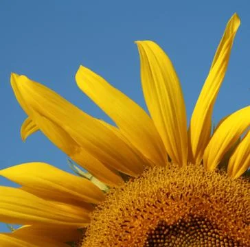 Sunflower garden Foto stock