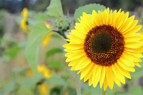 Sunflower in Garden Fotos de archivo