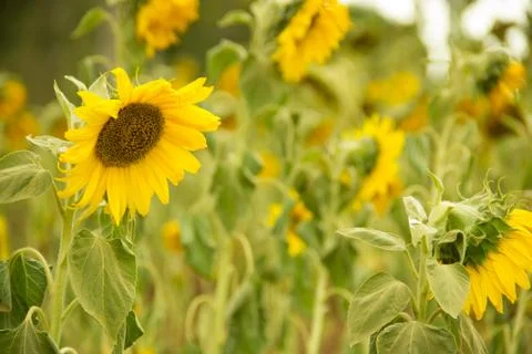 Sunflower garden Stock Photos
