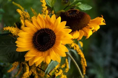 Sunflower in the garden Stock Photos