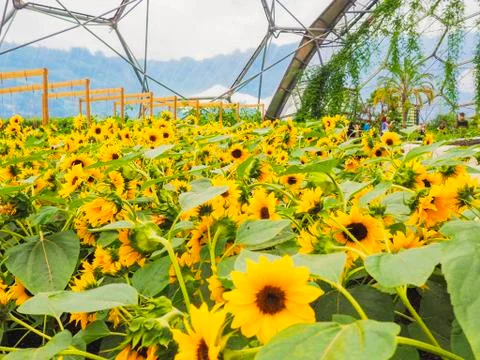 Sunflower garden Stock Photos