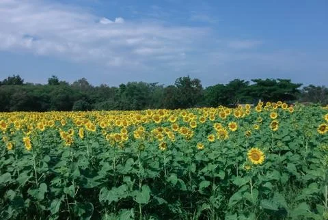 Sunflower in the garden Stock Photos