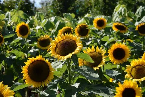 Sunflower garden Stock Photos