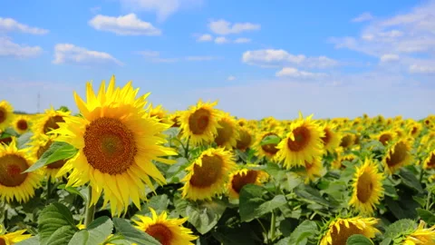 A sunflower garden in the sun Stock Footage 133604863