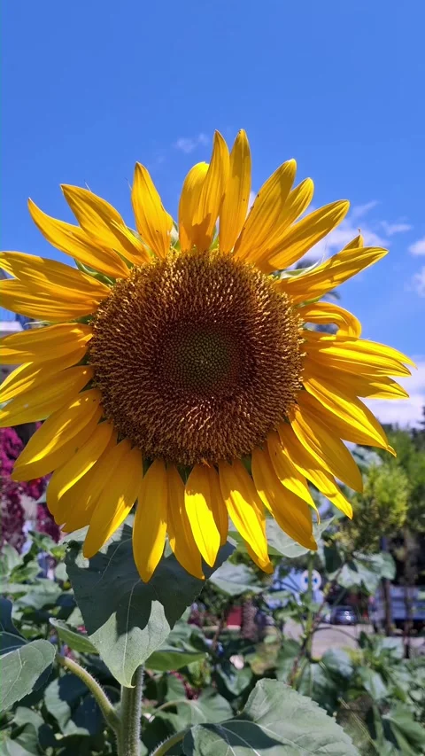 Sunflower in garden under clear blue sky on bright sunny day Stock Footage 340537475