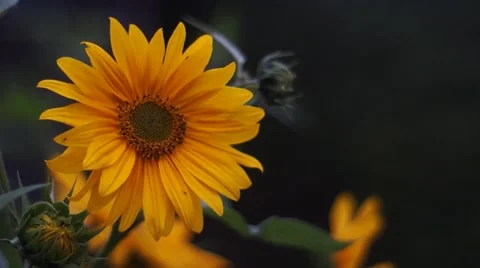 Sunflower in Garden ( in wind) Stock Footage 47439253