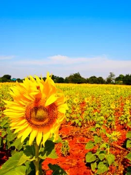 Sunflower garden2 Stock Photos