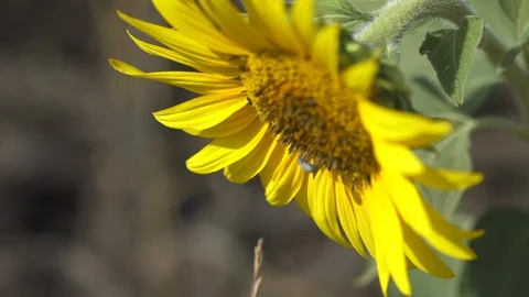 Sunflower. Girasole Stock Footage 128832091