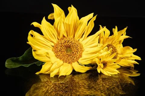 Sunflower On Glass Stock-Fotos