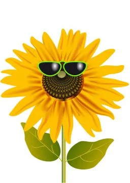 Sunflower in glasses Illustrazione stock