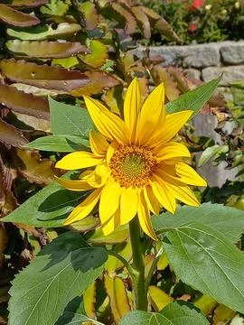 Sunflower Glow Stock Photos