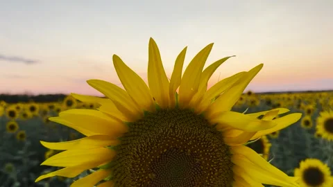 Sunflower Glow in the Sunset, Hand Feeling Nature s Warmth, Golden Petals Under Stock Footage 305790251