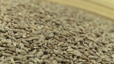 Sunflower grain 2 Stock Footage 23279736