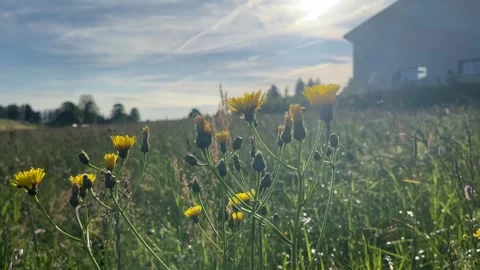 Sunflower in the grassland Stock Footage 327249036
