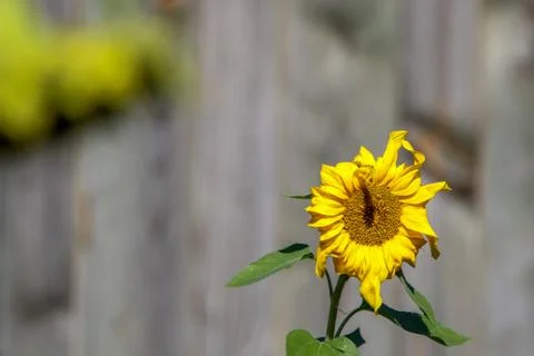 Sunflower on the gray background. Stock Photos