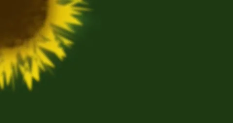 Sunflower on Green Background, copy space Stock Footage 313685098