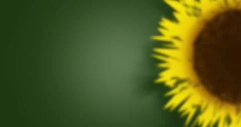 Sunflower on Green Background, copy space Stock Footage 313685113