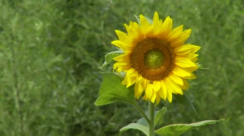 Sunflower in green background Stock Footage 40769938