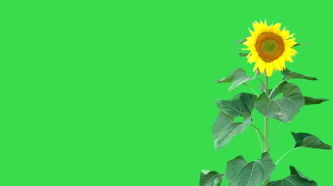 Sunflower on green background Stock Footage 58654161