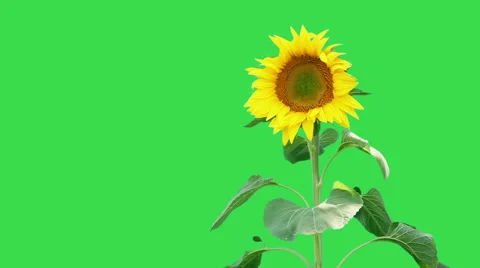 Sunflower on green background Stock Footage 58654606