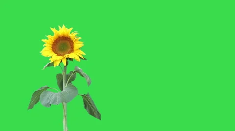 Sunflower on green background Stock Footage 58654835