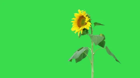 Sunflower on green background Stock Footage 58655077