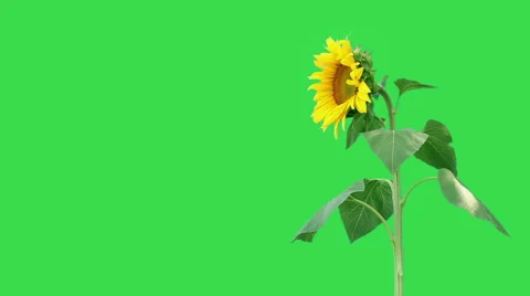 Sunflower on green background Stock Footage 58655126