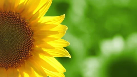 Sunflower on Green Background Stock Footage 106463496