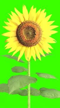 Sunflower with green background Illustrazione stock