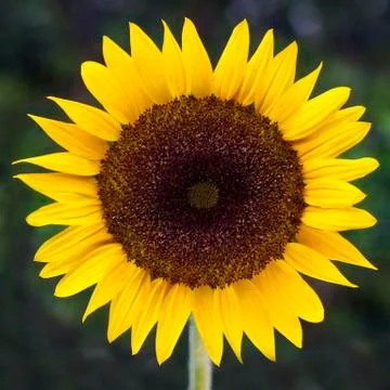 Sunflower with green background Stock Photos