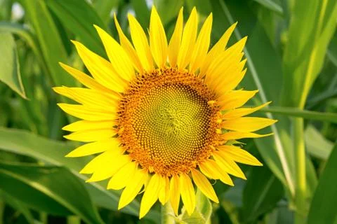 Sunflower on a green background. Stock Photos