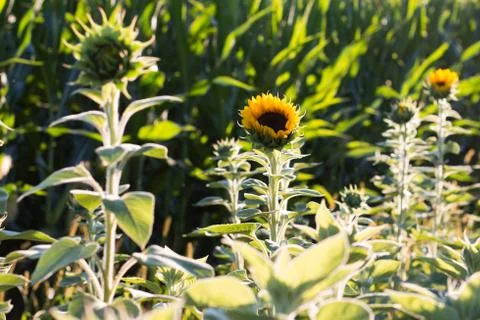 Sunflower on a green background 스톡 사진
