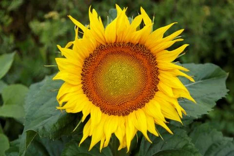Sunflower on a green field. Stock Photos