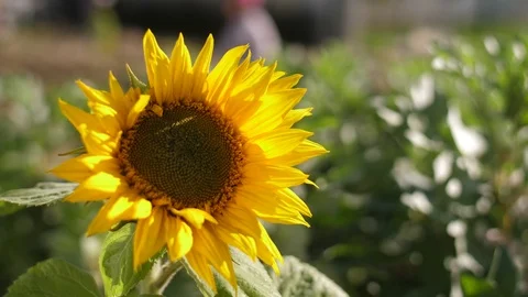 Sunflower on green field slow motion 4k Stock Footage 85960367
