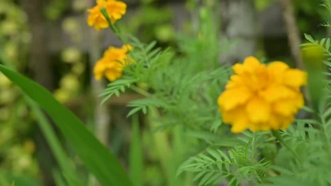 Sunflower with green leaf close up view Stock Footage 149341272