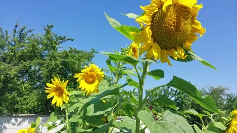 Sunflower grew on a plot of land in the village Vídeos de archivo 246759607