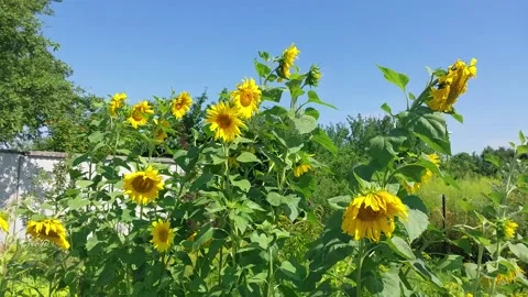 Sunflower grew on a plot of land in the village Vídeos de archivo 246983913