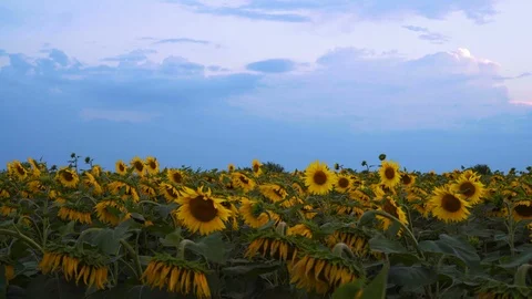Sunflower Growing on the Field on the Background of the Sunset Sky Stock Footage 93958920
