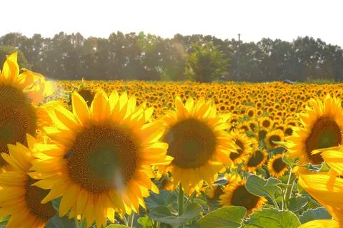 Sunflower growing in the field Stock Photos