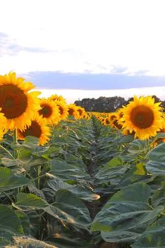 Sunflower growing in the field Foto stock