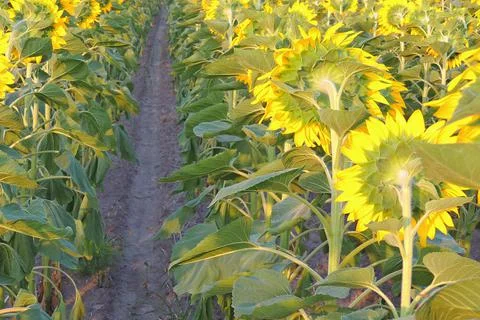 Sunflower growing in the field Foto stock