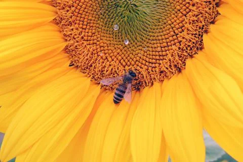Sunflower growing in the field Foto stock