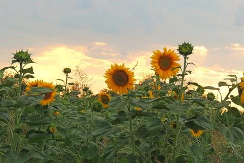 Sunflower growing in the field Stock Photos