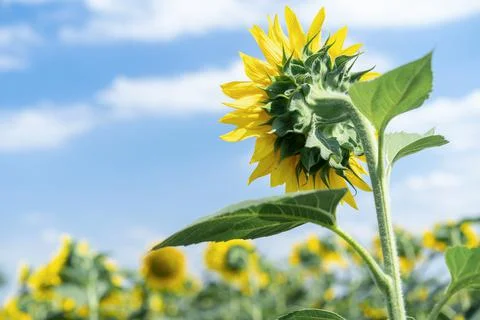 Sunflower growing in the field Stock Photos