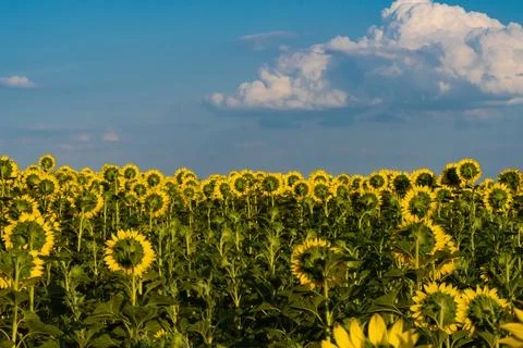Sunflower growing in the field Stock Photos