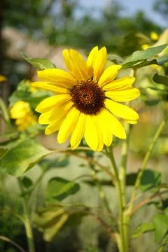 Sunflower growing in a field on a warm sunny day. Stock-Fotos