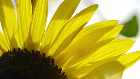 Sunflower Growing In a Garden, Design Element Stock Footage 161819102