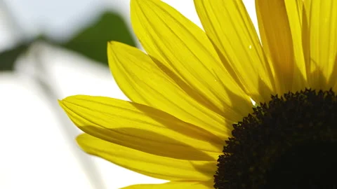 Sunflower Growing In a Garden, Design Element Stock Footage 161819460